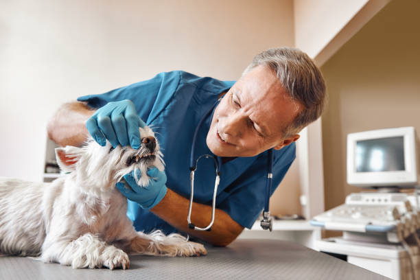 Best Emergency Denture Repair in Burien, WA
